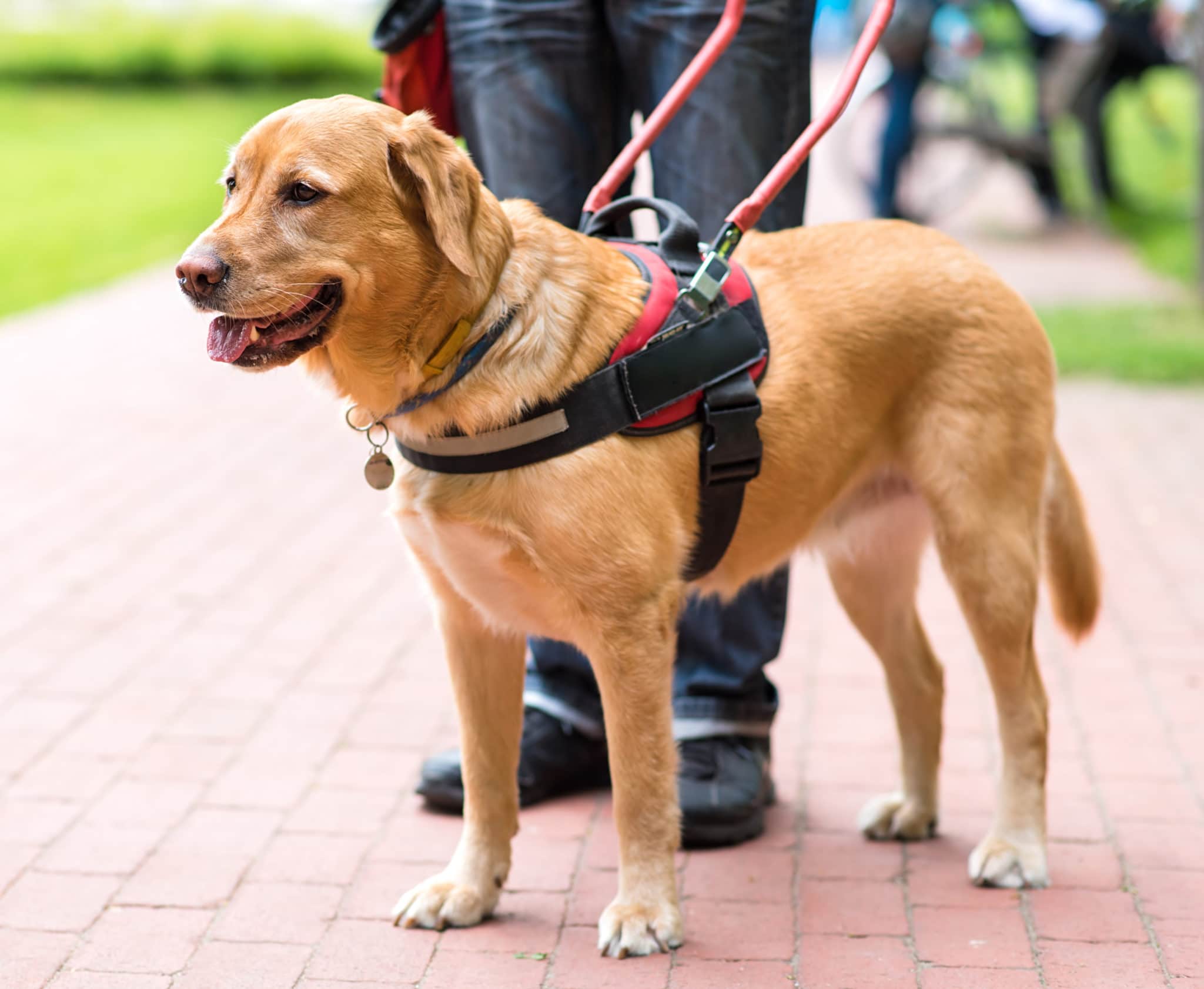 September Is National Service Dog Month Enabling Devices