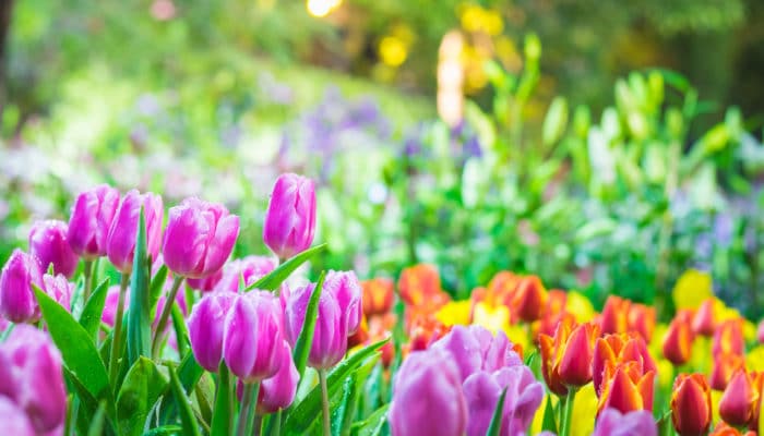 Blog: Spring break at home