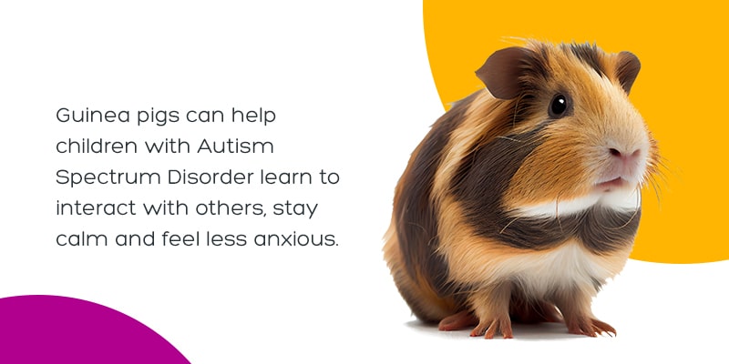 Guinea Pig Or Hamster? Which Is Right For You? Learn The 7 Key