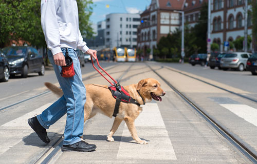 Blog: Guide Dog Month
